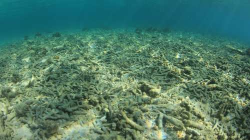 La totalité des récifs coralliens pourrait disparaître d’ici 2100