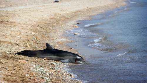 Plus de 600 dauphins retrouvés morts sur les côtes françaises en seulement trois mois
