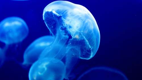 Ces chercheurs ont créé une prothèse permettant à des méduses de se déplacer 2,8 fois plus vite