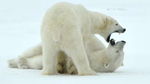 Cannibalisme : les ours polaires contraints de s’entre-dévorer pour survivre en Russie