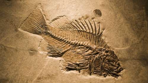 Il y a 10 000 ans, les Hommes mangeaient des poissons pêchés dans des lacs du Sahara