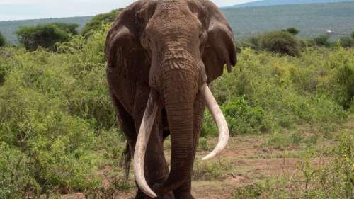Tim, l’un des derniers éléphants aux défenses géantes d’Afrique, est mort à l’âge de 50 ans
