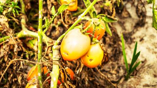 L’Agence de sécurité sanitaire alerte sur un virus s’attaquant aux tomates, poivrons et piments
