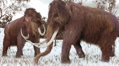 De l’ADN de mammouth laineux a été « ressuscité » pour comprendre les causes de leur extinction