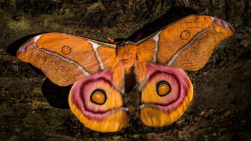 Ces papillons de nuit ont une arme acoustique étonnante pour échapper à leurs prédateurs