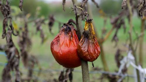 Le virus de la tomate vient d’être détecté pour la première fois en France