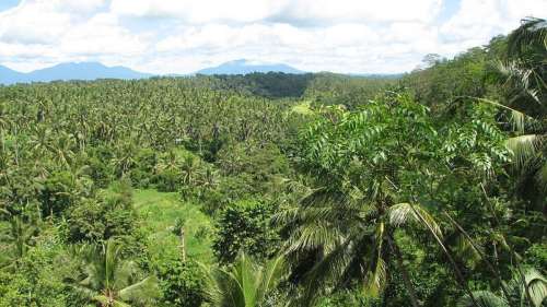 Les forêts tropicales vont commencer à émettre plus de CO2 qu’elles n’en absorbent
