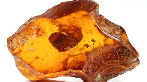 Découverte d’un crâne de dinosaure à plumes figé dans de l’ambre vieux de 99 millions d’années