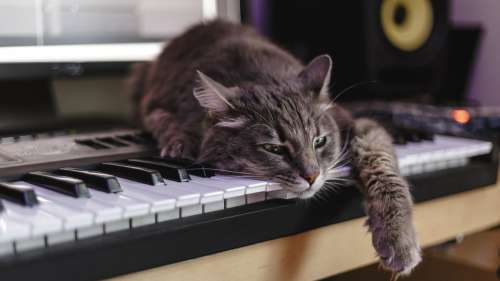 Cette musique a été scientifiquement créée pour détendre votre chat