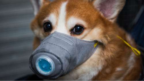 Hong Kong : un chien mis en quarantaine après avoir été testé positif au coronavirus