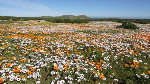 Le saviez-vous ? Chaque année, ce désert africain se transforme en champs de fleurs