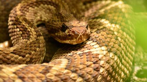 Le saviez-vous ? Sur l’île de Queimada Grande, on peut trouver un serpent venimeux par mètre carré