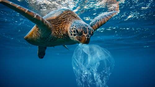 On sait enfin pourquoi les tortues marines adorent manger du plastique : à cause de leur odeur