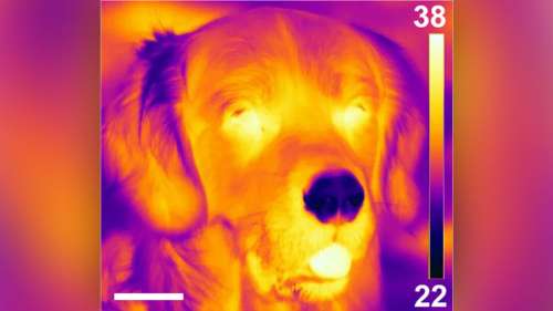 Découverte d’un nouveau sens chez le chien : la détection du rayonnement thermique