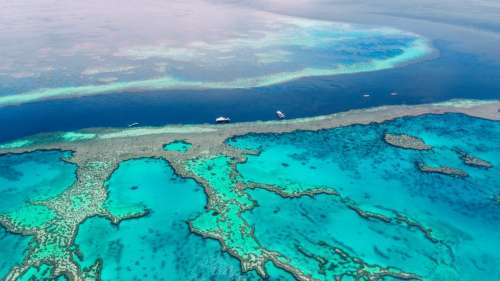 La Grande Barrière de corail à l’agonie : elle est condamnée si l’humanité ne change pas