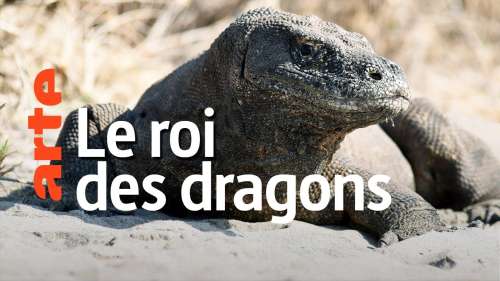 Partez à la découverte des dragons de l’archipel de Komodo en Indonésie