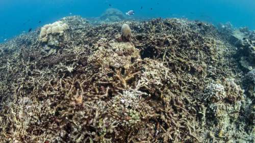 La Grande Barrière de corail d’Australie subit un nouveau blanchissement massif