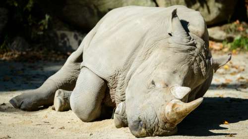 Les rhinocéros sont dans la ligne de mire des braconniers qui profitent du confinement pour les tuer
