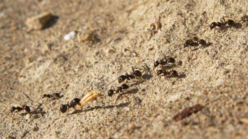 Des fourmis à notre rescousse pour sauver les terres polluées de La Crau