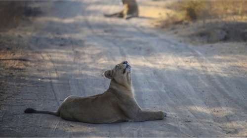 Des lions profitent du confinement pour se prélasser sur des routes d’Afrique du Sud