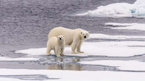 Le pôle Nord pourrait bientôt connaître des étés sans glace