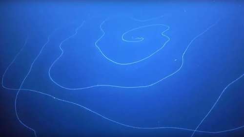 Cet « OVNI » marin pourrait bien être la plus longue créature aquatique jamais observée