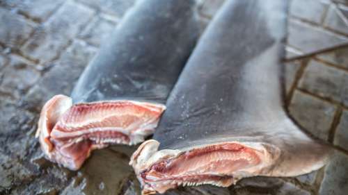 Saisie record de 26 tonnes d’ailerons de requins par les douanes hongkongaises