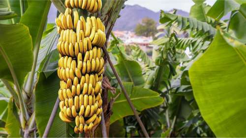 Le saviez-vous ? Les bananes sont courbées pour capter davantage la lumière du soleil