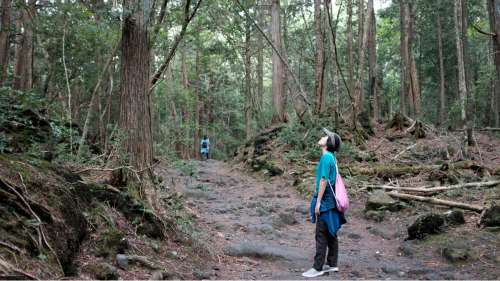 Le saviez-vous ? Il existe une forêt au Japon qui pousse ses visiteurs à se suicider