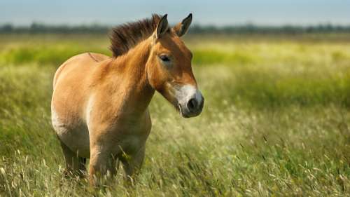 Un cheval de Przewalski, espèce en danger d’extinction, a été cloné pour la première fois