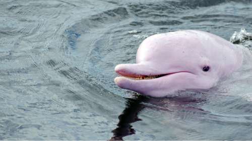 Grâce au confinement, le nombre de dauphins blancs a augmenté de 30 % à Hong Kong