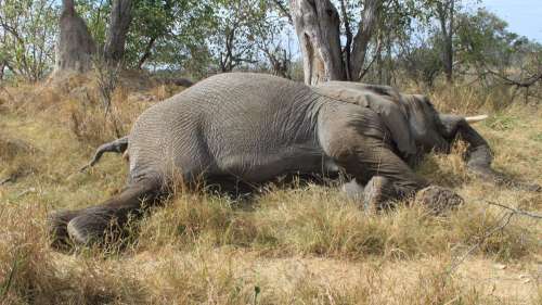 La mort mystérieuse des éléphants au Botswana aurait été causée par des cyanobactéries