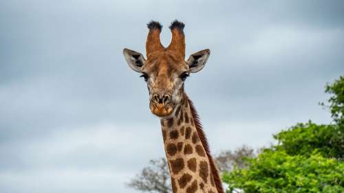 Le saviez-vous ? La girafe est le seul vertébré terrestre qui ne peut pas bâiller