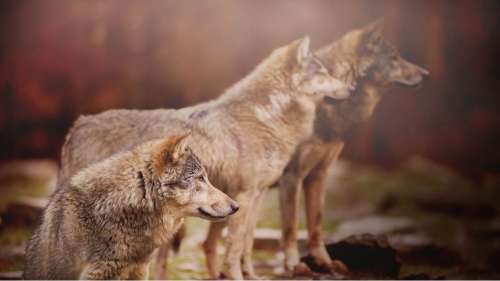 Cette étude montre que les loups vivent et chassent en meute depuis plus d’un million d’années