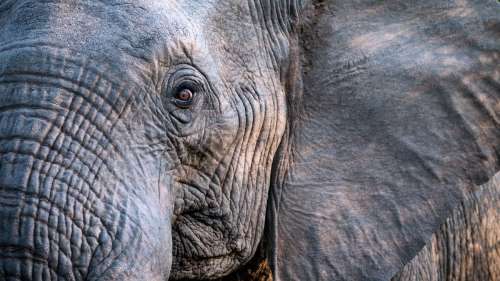 Extinction des mammifères : les chercheurs prévoient une seconde vague d’une ampleur sans précédent