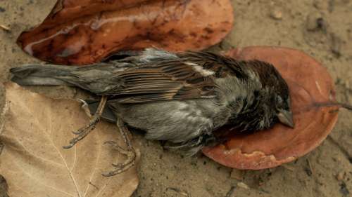Des milliers d’oiseaux périssent mystérieusement aux États-Unis
