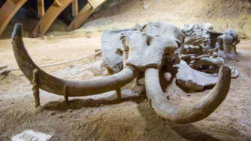Des ossements de mammouths parfaitement préservés découverts au Mexique
