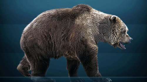 La carcasse d’un ours des cavernes parfaitement conservée découverte en Sibérie