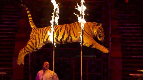 Enfin : les animaux sauvages dans les cirques, c’est bientôt terminé