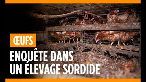 L214 révèle les conditions de vie effroyables de 200 000 poules pondeuses dans un élevage de l’Oise
