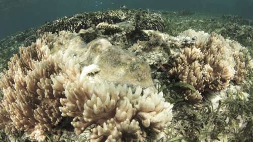 La Grande Barrière de corail a perdu la moitié de ses coraux en seulement 25 ans