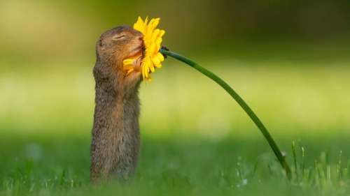 Ce talentueux photographe capture l’instant magique d’un écureuil qui savoure le parfum d’une fleur