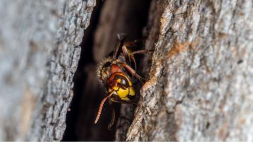 Un nid de frelons meurtriers détruit pour la première fois aux États-Unis