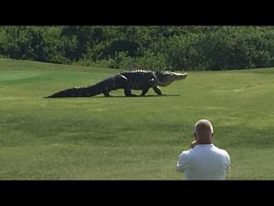 Découvrez les images incroyables de cet alligator géant en Floride