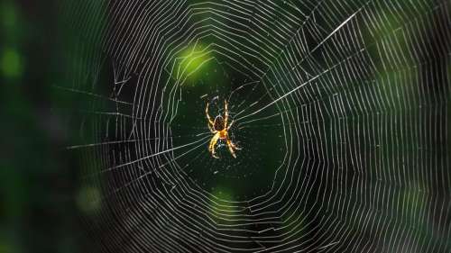 Ces araignées mâles ligotent les femelles pour éviter d’être mangées lors de l’accouplement