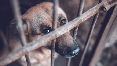 La maltraitance animale devient un crime passible de 10 ans de prison en Grèce