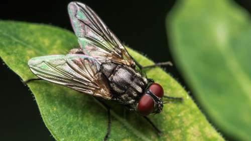Le mystère de l’apparition des ailes chez les insectes enfin résolu