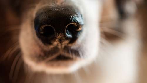 Les chiens sont capables de détecter le Covid-19 dans la sueur, selon une étude