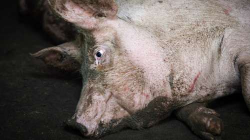 Herta stoppe son approvisionnement dans un élevage porcin accusé de maltraitance animale par L214