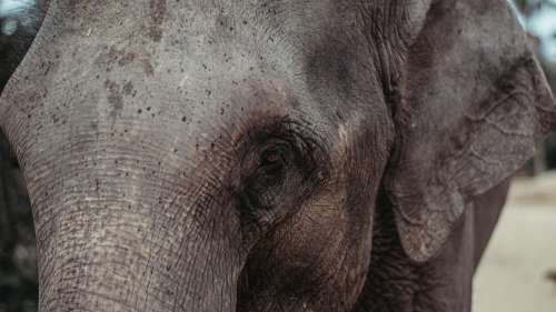 Sauvé de la maltraitance, cet éléphant débute une nouvelle vie au Cambodge